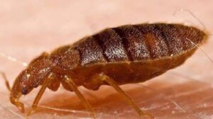 Příčiny masivního výskytu vodních brouků v Buenos Aires