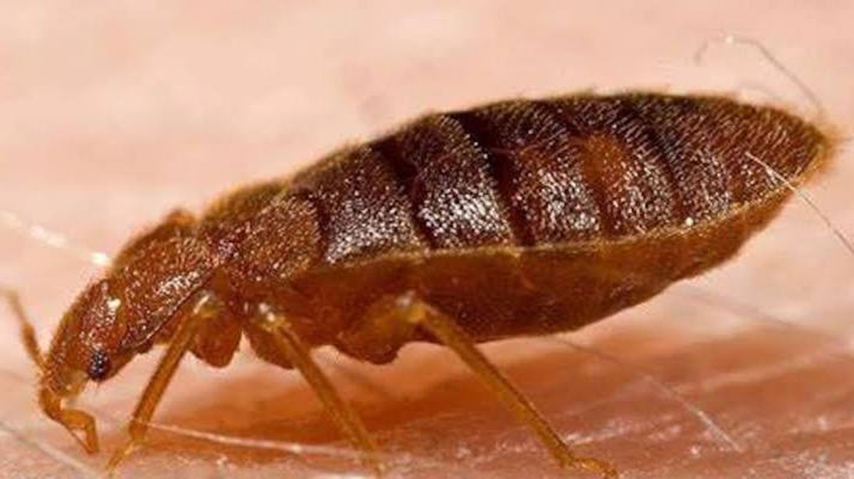 Příčiny masivního výskytu vodních brouků v Buenos Aires