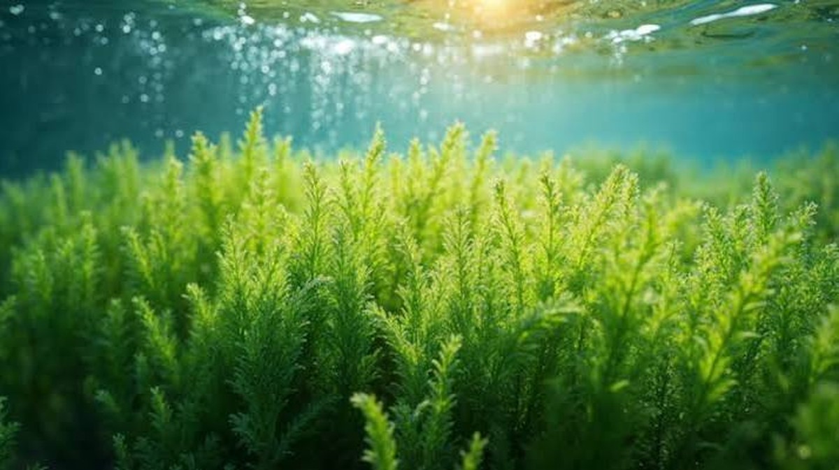 Rostlinné řasy: Jak fermentace mění jejich vnímání v kuchyni