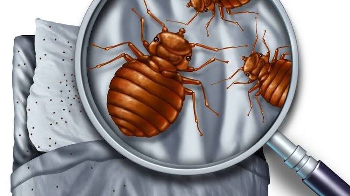 Různé druhy štěnic: Postelové a štěnice políbené