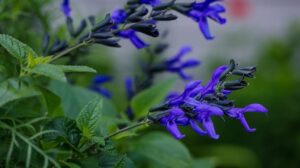 Salvia guaranitica: Ideální rostlina pro horké argentinské prosince