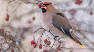 Svirbelių: Mados Ikonos Paukščių Pasaulyje