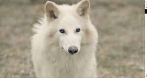 Tvůrce dire wolf: Oživení vyhynulého druhu pomocí biotechnologií