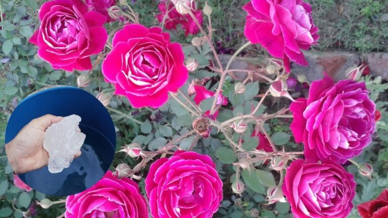 Účinné tipy pro pěstování růží v zimě