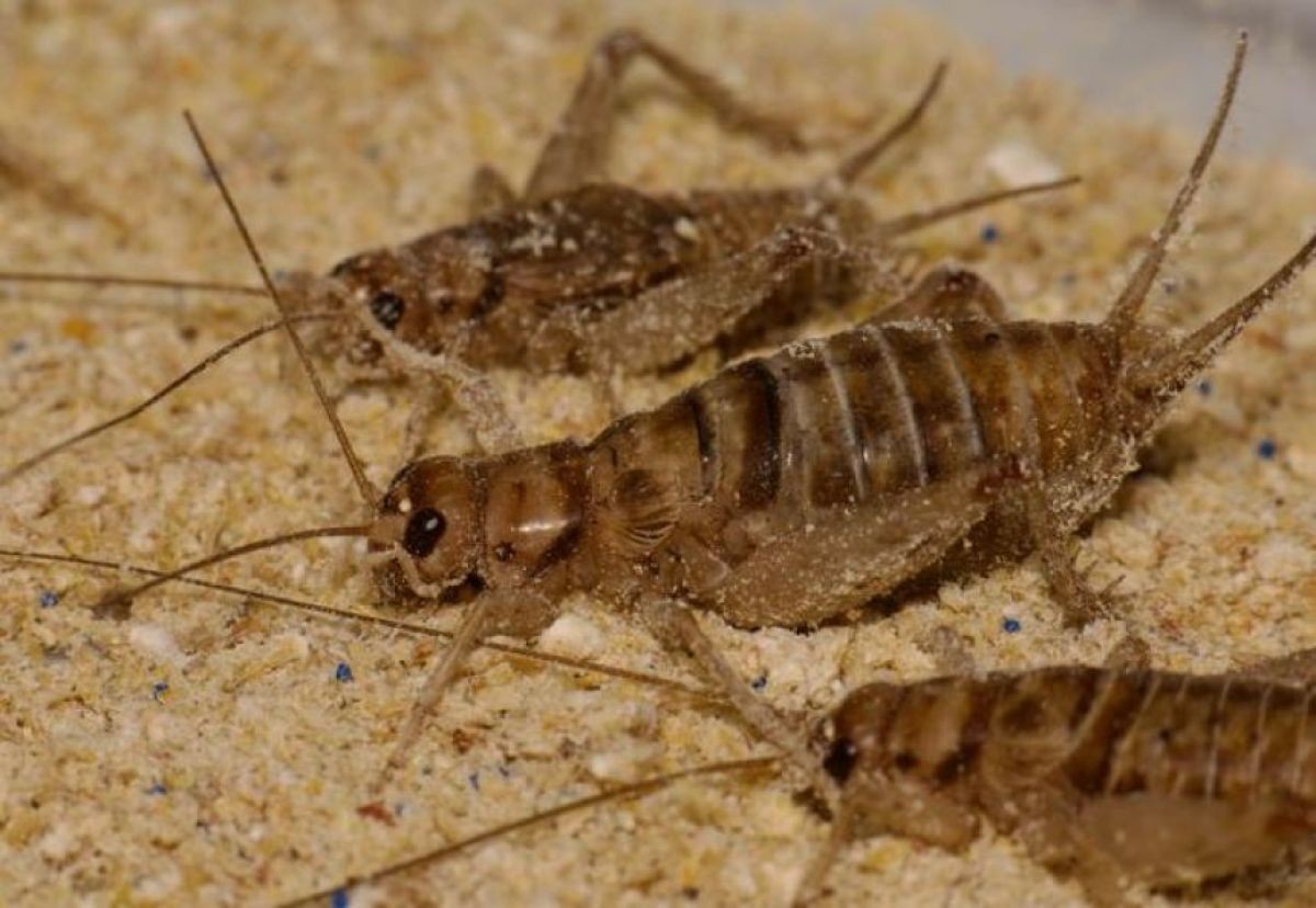 Vliv mikroplastů na ekosystém skrze hmyz