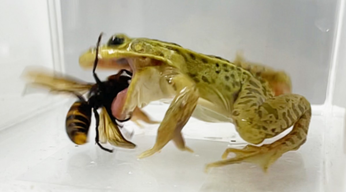 Výjimečná odolnost kuřat proti jedu sršňů