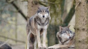 Výzkumníci jsou v šoku: na švédském ostrově byly nalezeny pozůstatky vlků a nikdo nedokáže vysvětlit, jak se tam dostali