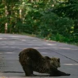 Významná studie odhalila největší populaci hnědých medvědů v Evropě v Rumunsku