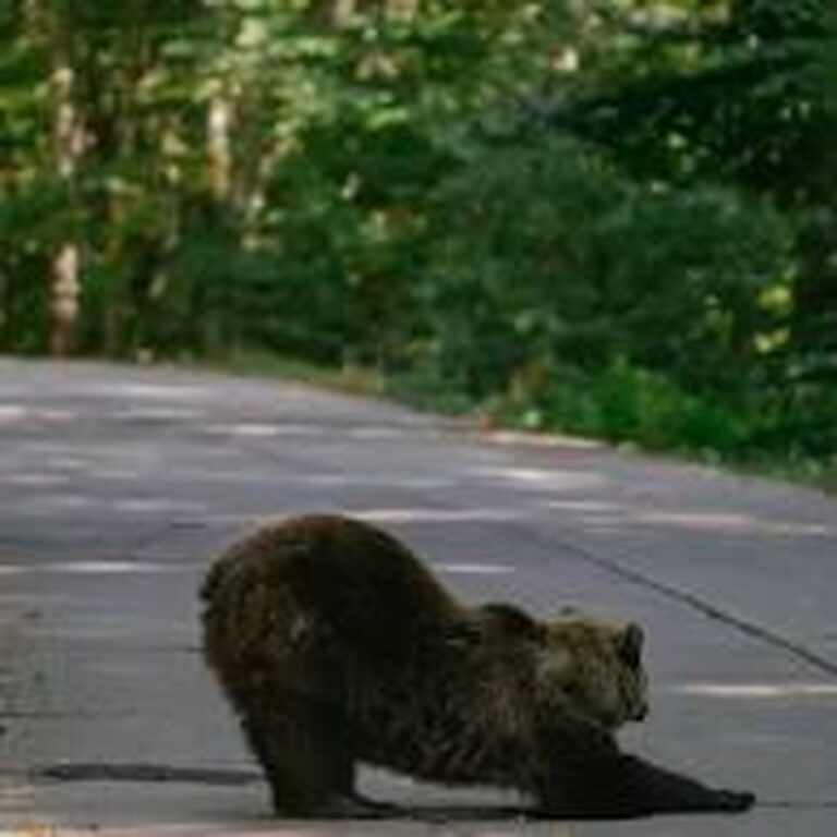 Významná studie odhalila největší populaci hnědých medvědů v Evropě v Rumunsku