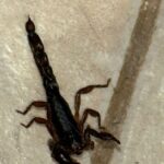 Zvýšení aktivity štírů během horkého počasí