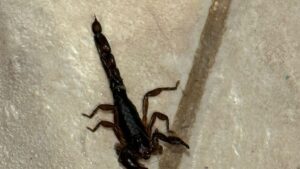 Zvýšení aktivity štírů během horkého počasí