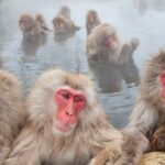 Chování stejnopohlavních primátů v přírodě