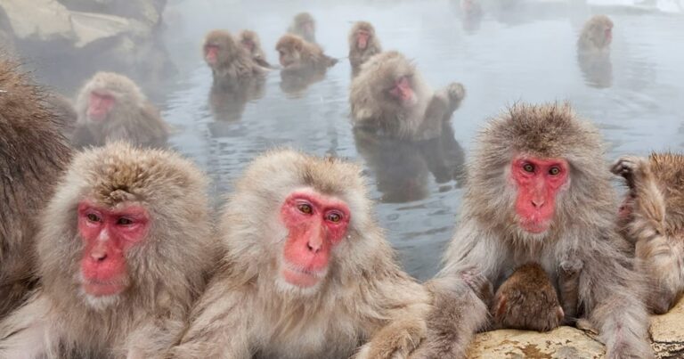 Chování stejnopohlavních primátů v přírodě