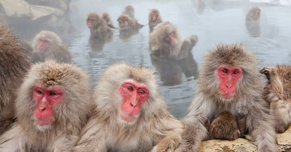 Chování stejnopohlavních primátů v přírodě