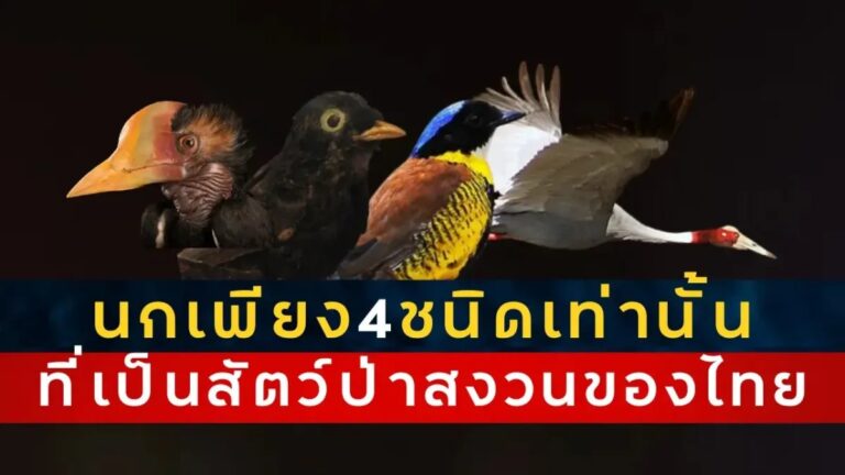 Čtyři druhy ptáků chráněných v Thajsku