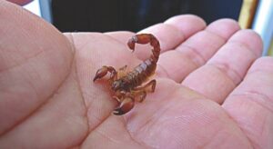 Doporučení pro prevenci kousnutí štíry a jak správně reagovat