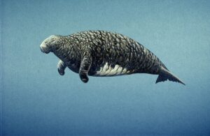 Historie posledního druhu: Stellarova manatees