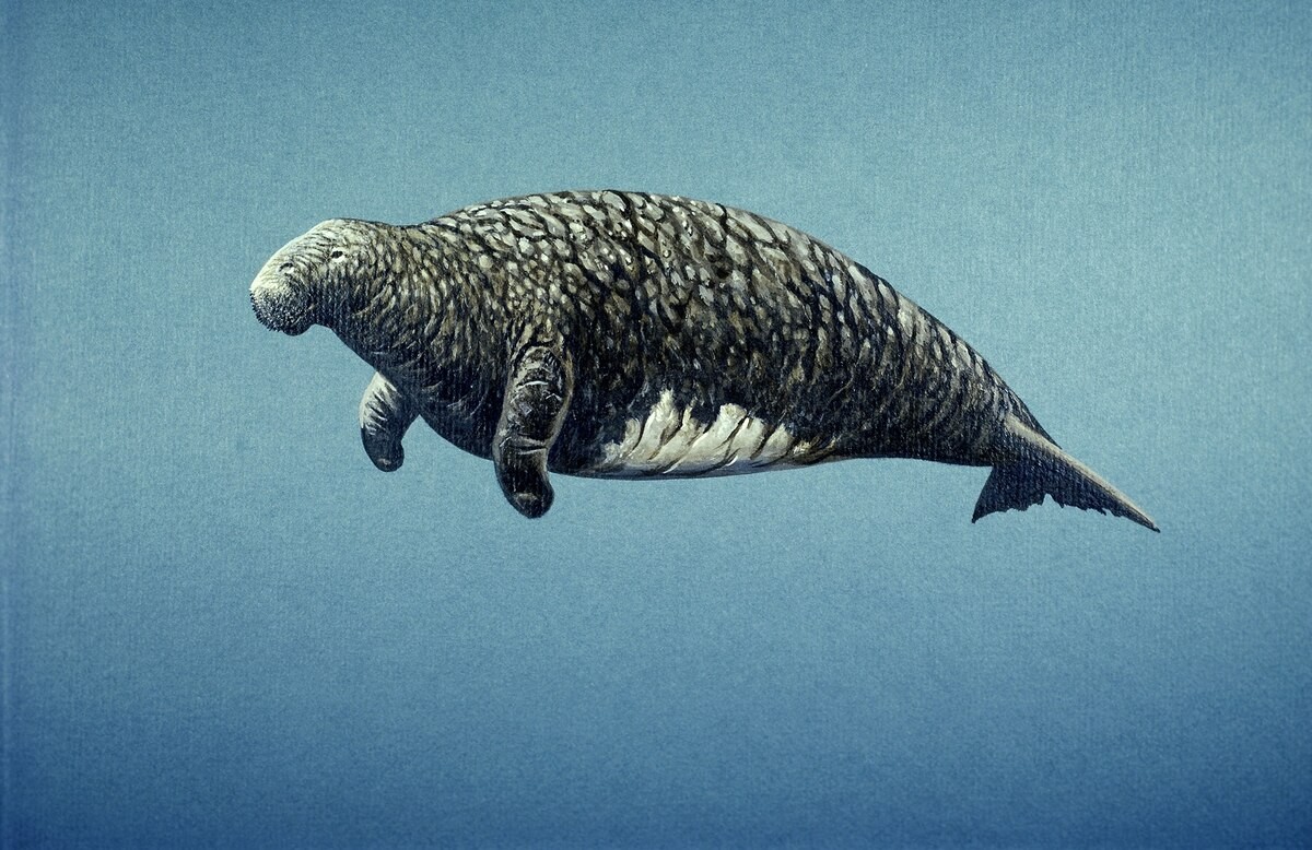 Historie posledního druhu: Stellarova manatees