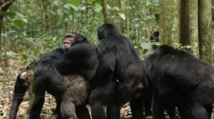 Homosexuální chování primátů a jeho evoluční kořeny