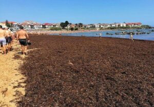 Invaze invazní řasy Rugulopteryx okamurae v Bizkai a její potenciální rozšíření