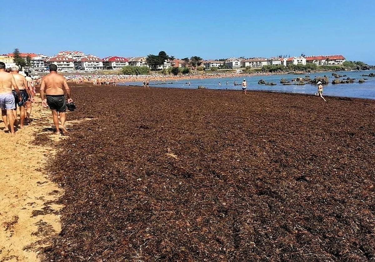 Invaze invazní řasy Rugulopteryx okamurae v Bizkai a její potenciální rozšíření