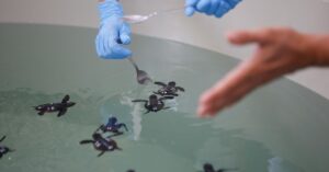 Investice více než milion eur do zlepšení Centra mořského prostředí v Algeciras