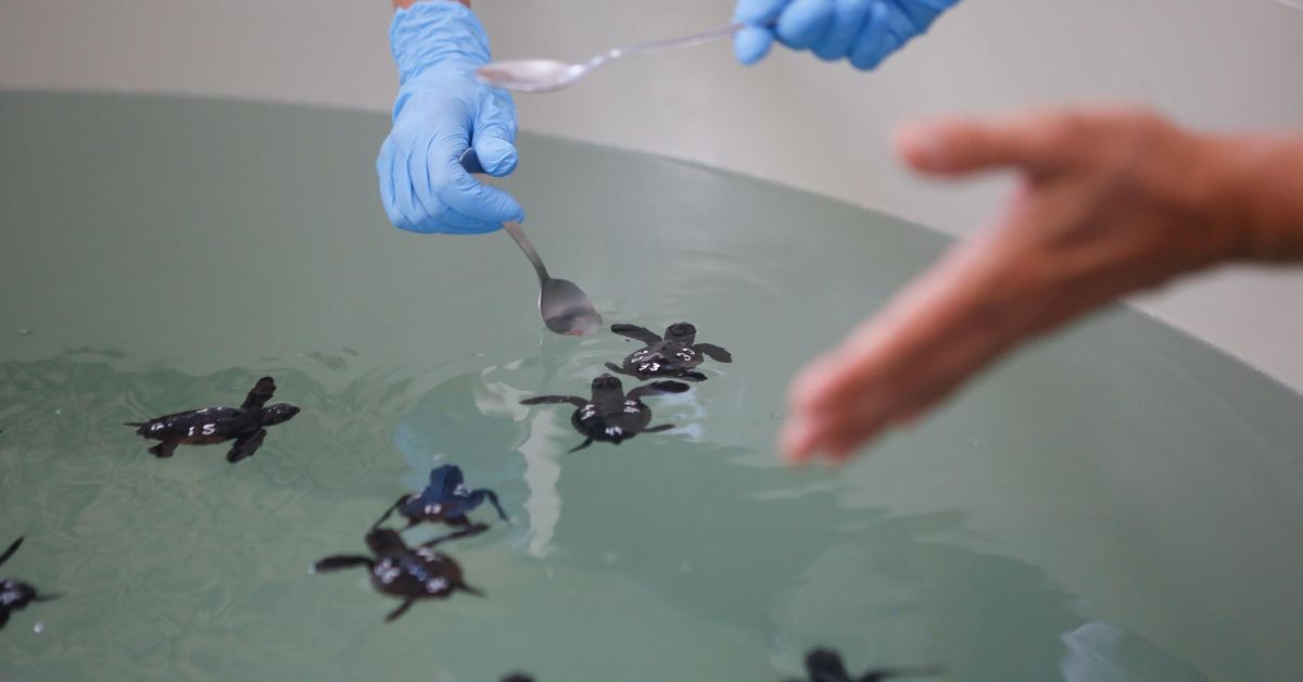 Investice více než milion eur do zlepšení Centra mořského prostředí v Algeciras