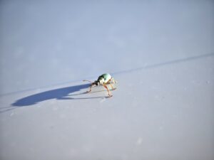 Jak se hmyz vyrovnává se zimou