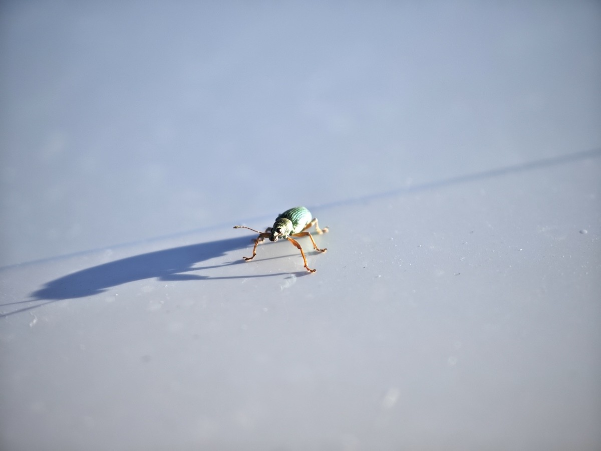 Jak se hmyz vyrovnává se zimou