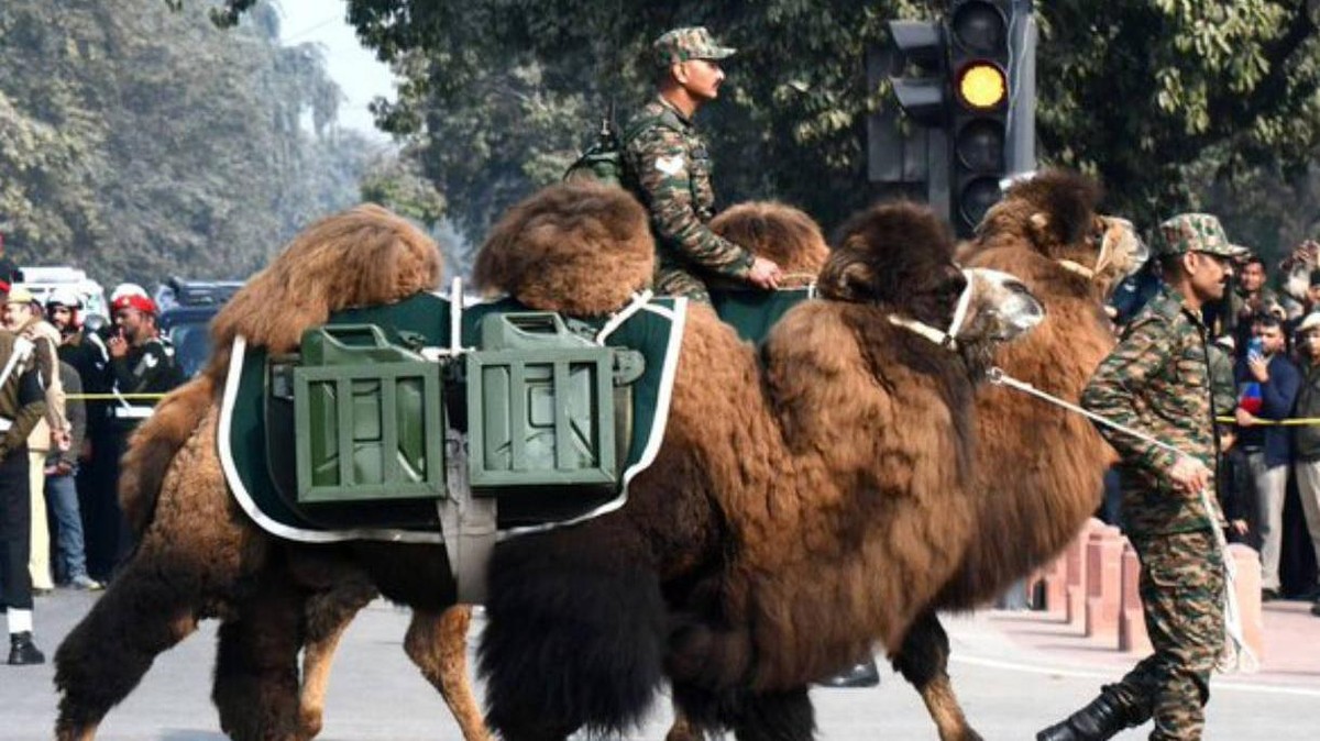 Jedineční baktaričtí velbloudi na oslavu Dne republiky v Dillí