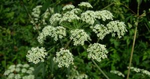 Jedna z nejnebezpečnějších rostlin v Severní Americe roste v Severní Dakotě