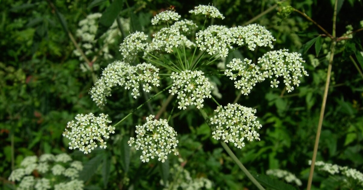 Jedna z nejnebezpečnějších rostlin v Severní Americe roste v Severní Dakotě