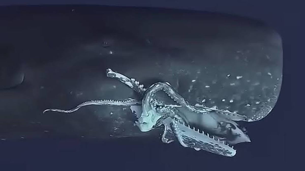 Kachny vs. obří chobotnice