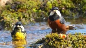 Když ptáci koupou: Relaxace u vodopádu a příroda v májovém jarním slunci