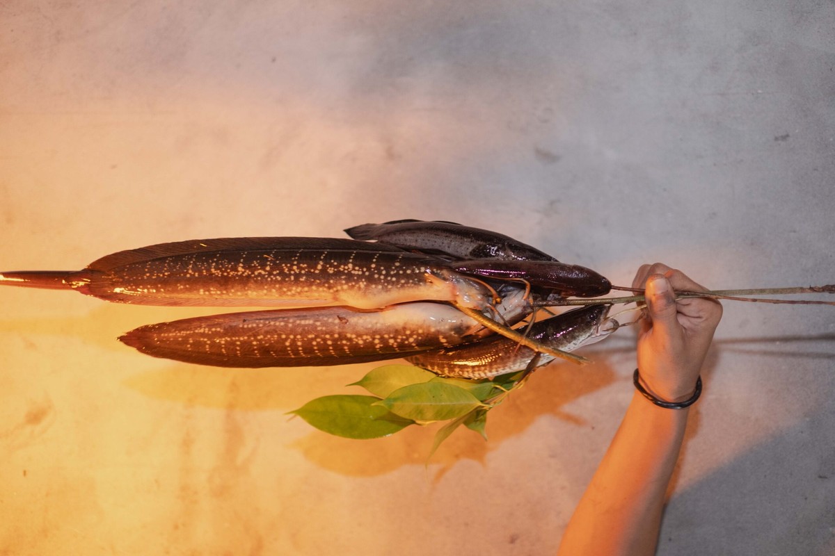 Keli Ako: Důležitost a Ekologie Druhu Clarias nieuhofii