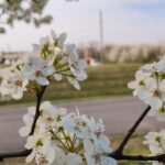 Michigan uvažuje o zákazu šesti invazních rostlinných druhů, včetně populárních kvetoucích rostlin