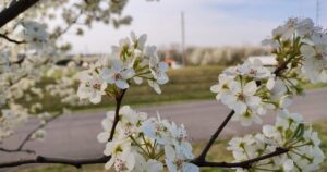 Michigan uvažuje o zákazu šesti invazních rostlinných druhů, včetně populárních kvetoucích rostlin