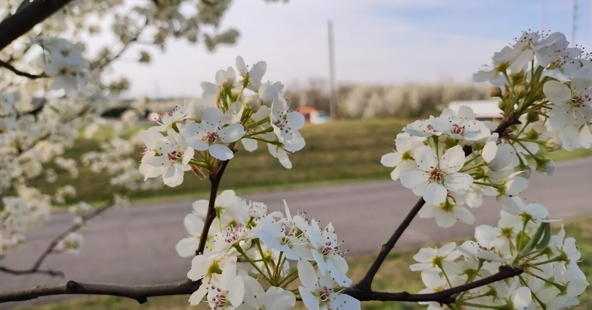 Michigan uvažuje o zákazu šesti invazních rostlinných druhů, včetně populárních kvetoucích rostlin