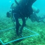 Mořské houby v oblasti zálivu Nha Trang: Potenciál a výzkum