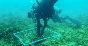 Mořské houby v oblasti zálivu Nha Trang: Potenciál a výzkum