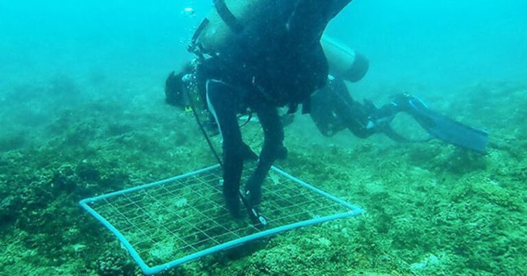 Mořské houby v oblasti zálivu Nha Trang: Potenciál a výzkum