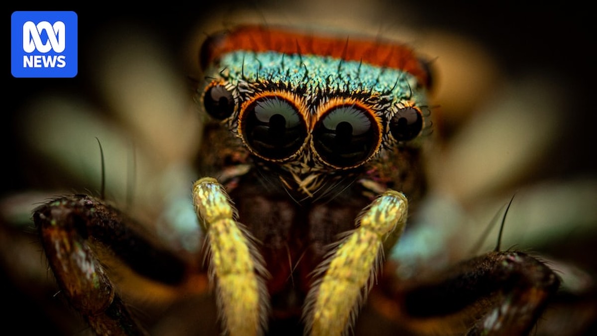 Nadšenci hmyzu pomáhají vědcům sledovat populace brouků