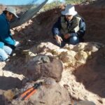 Nalezení v Neuquén: vědci z Conicetu objevují obrovského dinosaura o délce 12 metrů