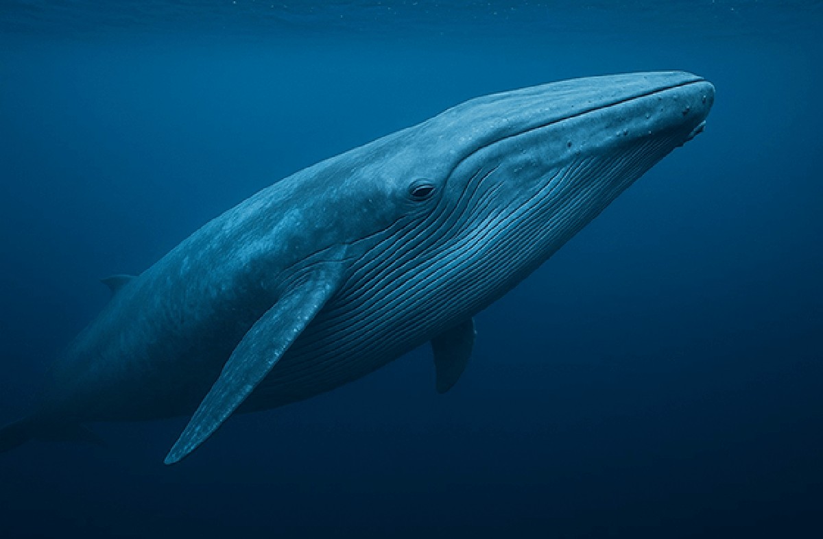 Nejdelší žijící organismy na Zemi