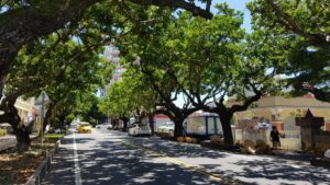 Nejkrásnější zelený koridor v Hualienu a likvidace šesti starých stromů