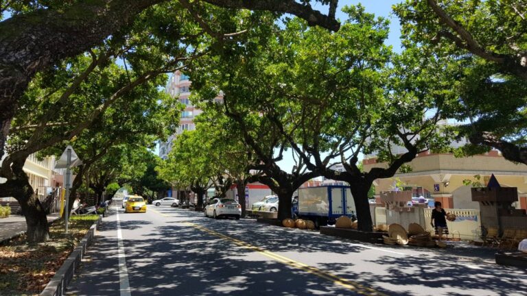 Nejkrásnější zelený koridor v Hualienu a likvidace šesti starých stromů