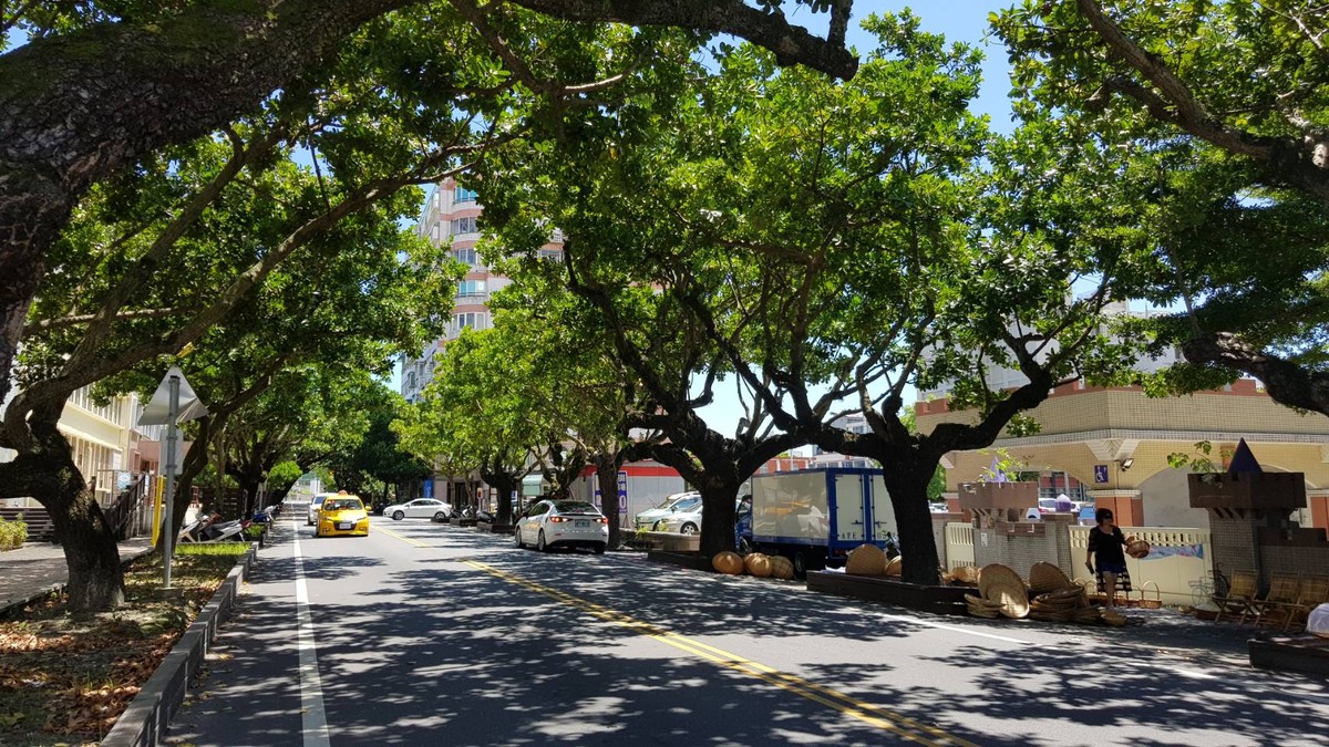 Nejkrásnější zelený koridor v Hualienu a likvidace šesti starých stromů