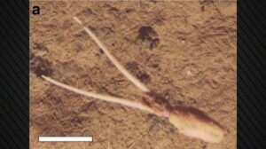 Neobvyklé chování hlubinného chobotnice ve 4 100 metrech pod hladinou Pacifiku