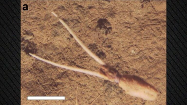 Neobvyklé chování hlubinného chobotnice ve 4 100 metrech pod hladinou Pacifiku