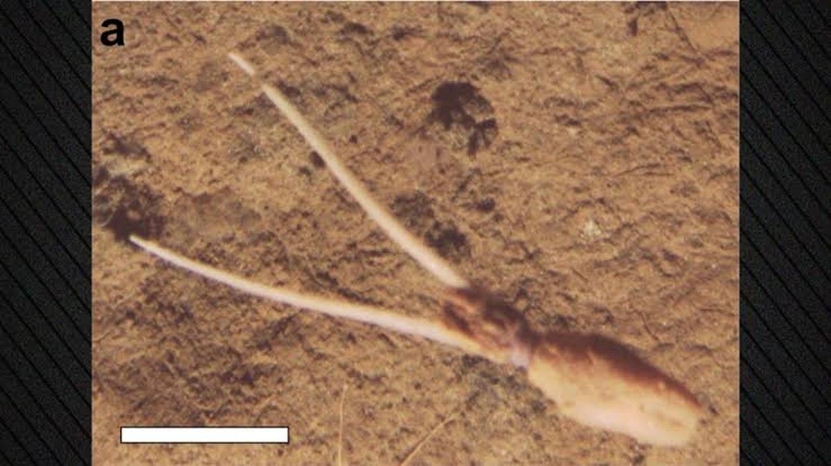Neobvyklé chování hlubinného chobotnice ve 4 100 metrech pod hladinou Pacifiku
